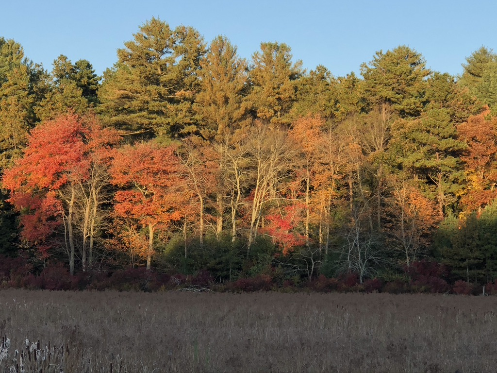 trees in fall