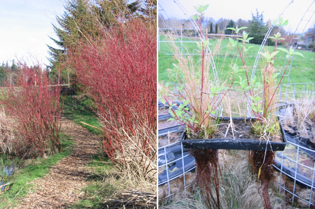 Red Twig Dogwood in winter, and its roots